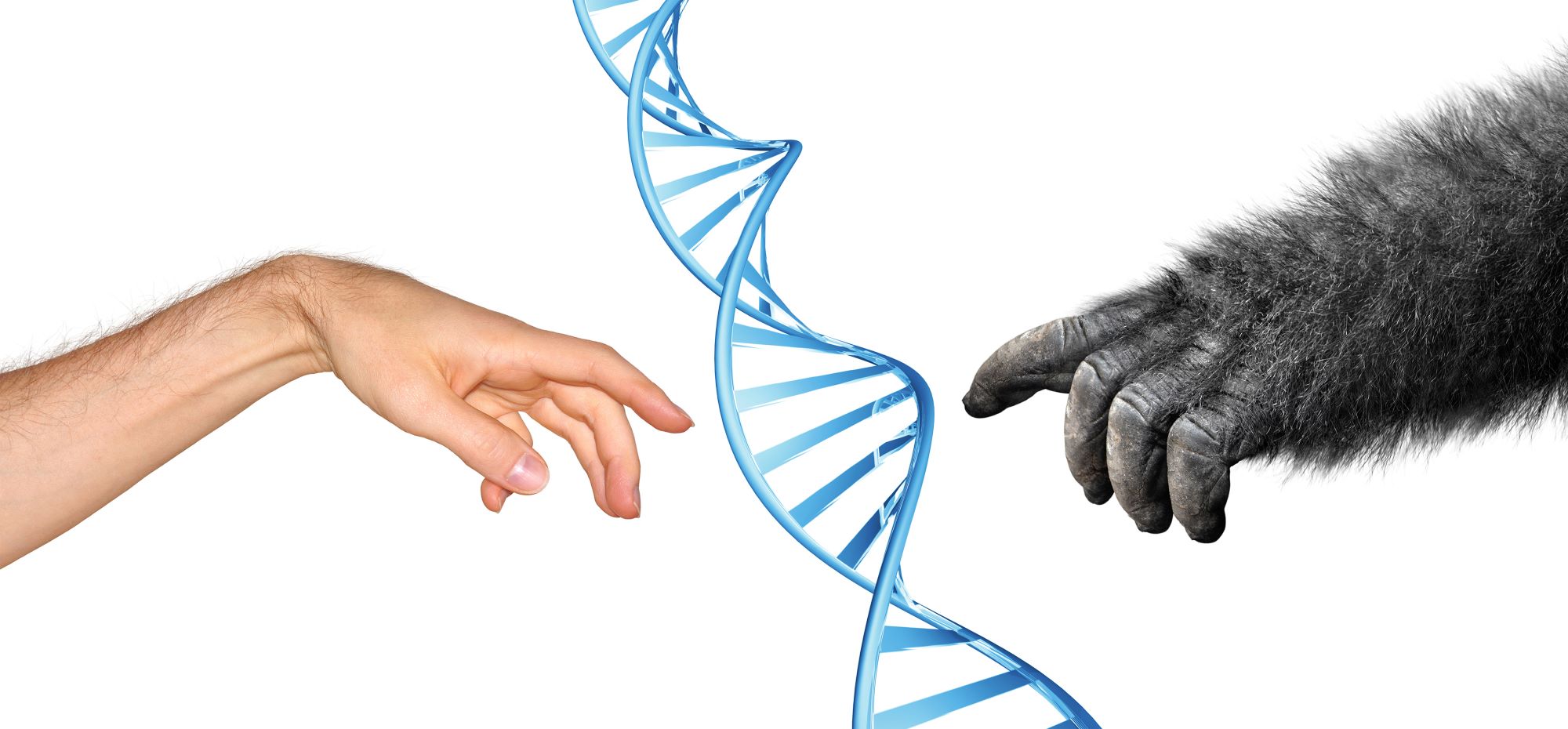 неандертальские гены